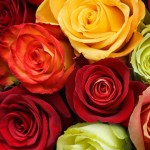 valentine's day roses