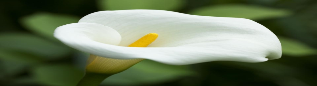 5 White Wedding Flower Alternatives to the Calla Lily