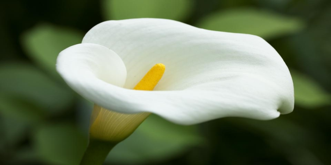 5 White Wedding Flower Alternatives to the Calla Lily 5 White Wedding Flower Alternatives to the Calla Lily