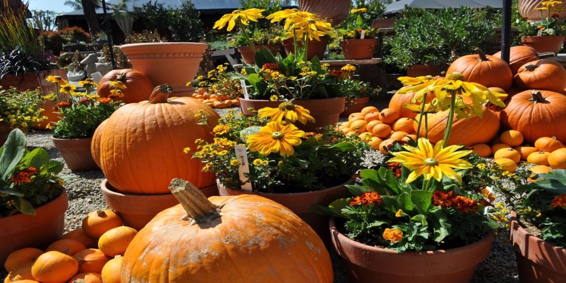 6 Halloween Decorating Tips with Fall Flowers