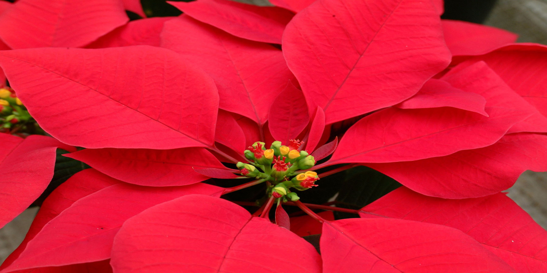 Flower Feature: Poinsettias