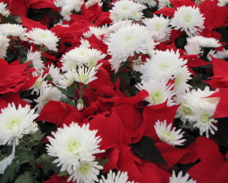 4 Christmas Flowers to Use to Decorate Your Home this Holiday