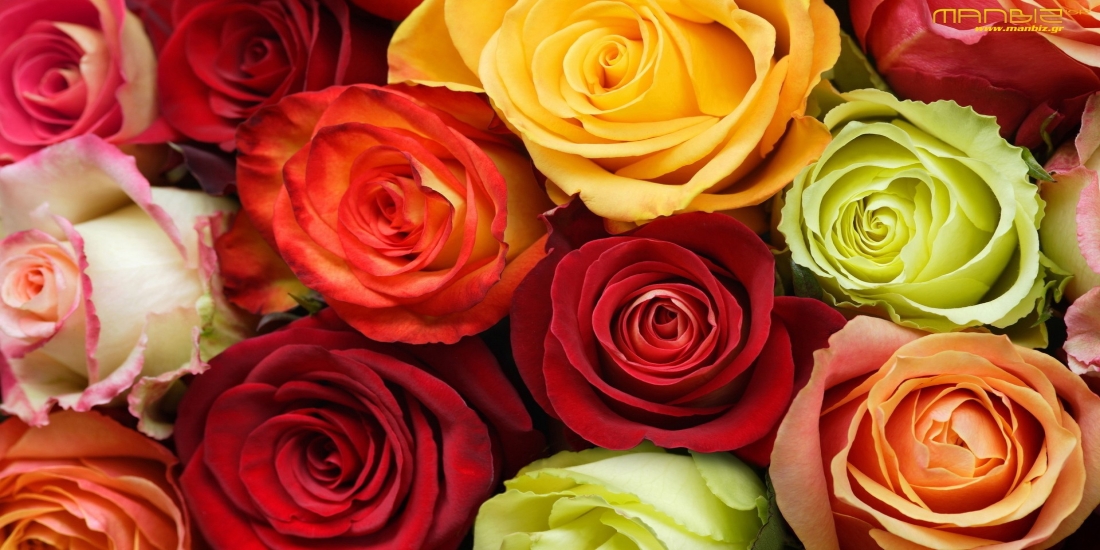 The Meaning Behind Valentine’s Day Roses The Meaning Behind Valentine’s Day Roses